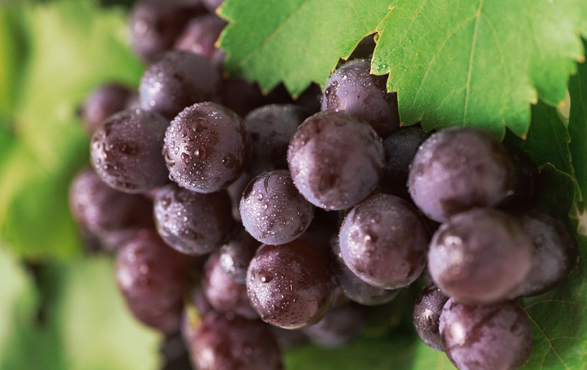 “葡萄美酒夜光杯”，敦煌陽(yáng)關(guān)葡萄最甜美