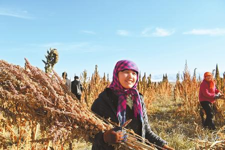 藜麥香飄新家園——天?？h易地扶貧搬遷工作掠影