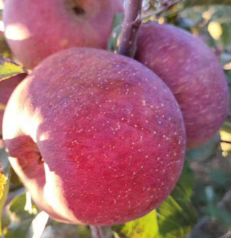 甘肅省優(yōu)質(zhì)蘋(píng)果遠(yuǎn)銷(xiāo)尼泊爾市場(chǎng)