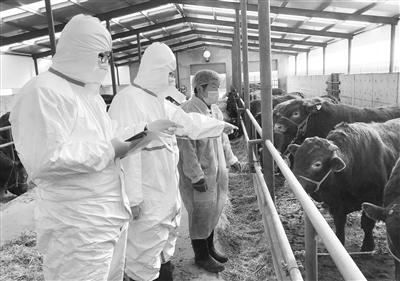 甘肅三農(nóng)丨甘肅西門(mén)塔爾牛持續(xù)供應(yīng)澳門(mén)市場(chǎng)