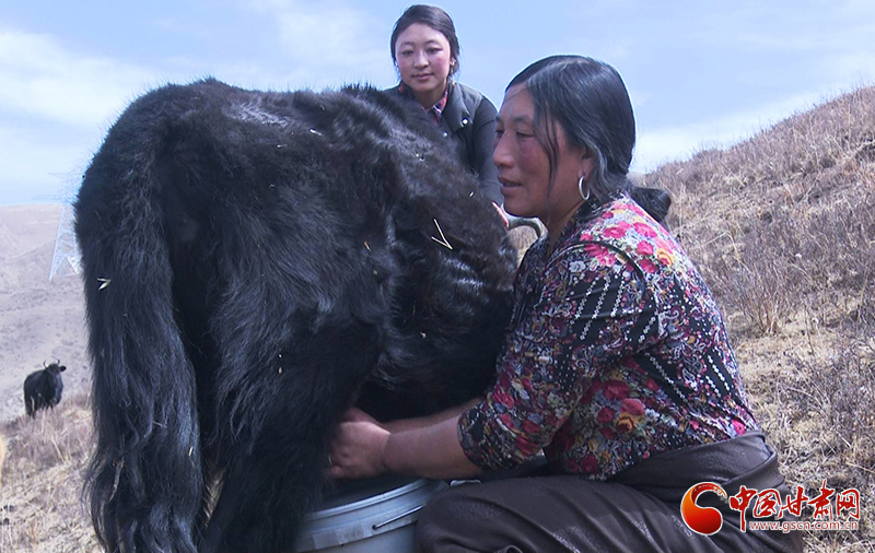 甘肅合作：高原上盛開(kāi)了一朵美麗的“格?；ā保▓D）