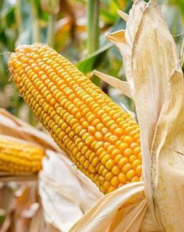 甘肅省種子出口實(shí)現(xiàn)一季度開(kāi)門紅