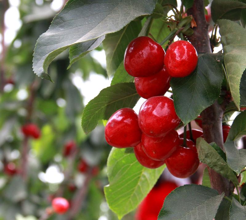 趕緊約起來！民勤紅旗谷櫻桃采摘園開園啦！