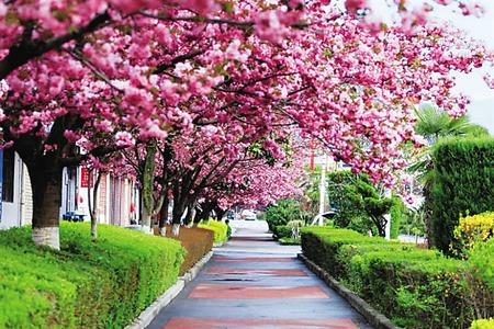 【印象隴原】去兩當(dāng)，與櫻花赴約