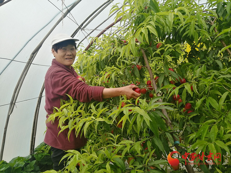 金塔：油桃成熟季 采摘正當時