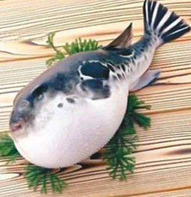 蘭州市市場(chǎng)監(jiān)督管理局發(fā)布通告禁止違法加工、經(jīng)營(yíng)河豚魚