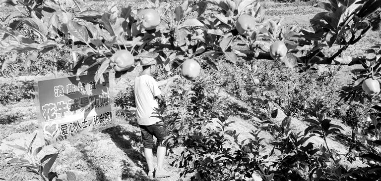 “于堡村果園”開張記——認購“一棵樹”，結(jié)出“致富果”