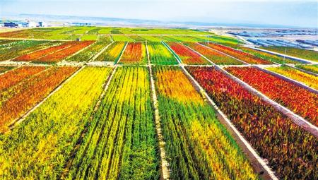 拉開架勢(shì)興產(chǎn)業(yè)——武威天?？h發(fā)展特色農(nóng)業(yè)綜述