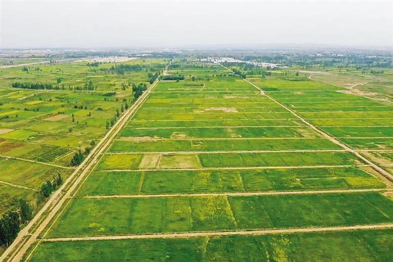 蘭州新區(qū)打出“生態(tài)產業(yè)”牌 山包綠了 錢包鼓了