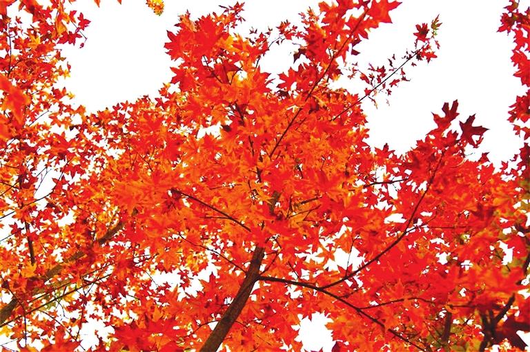 出彩啦！蘭州高校秋景驚艷來(lái)襲，快到秋日調(diào)色盤(pán)里pick你的母校