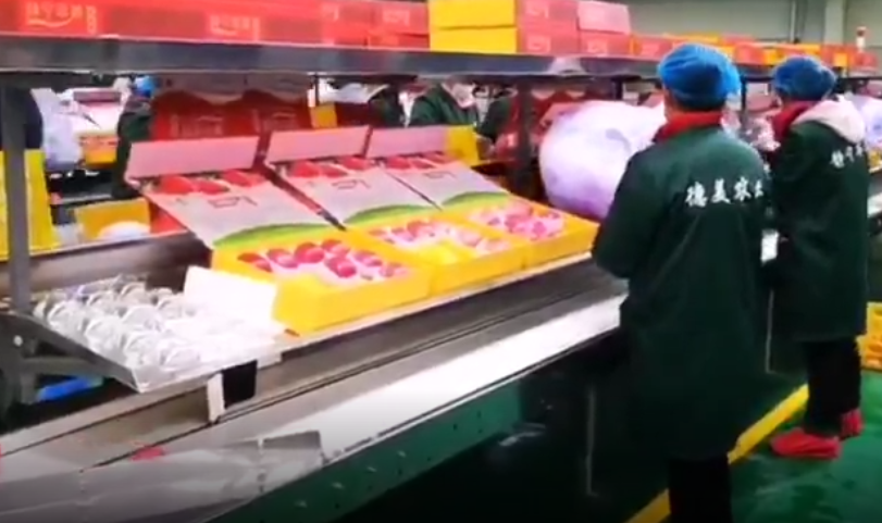 【獨(dú)家視頻】快訊丨甘肅省委副書記、代省長任振鶴在靜寧縣調(diào)研蘋果產(chǎn)業(yè)發(fā)展