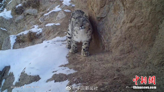 精靈漫步！甘肅阿克塞祁連山深處現(xiàn)雪豹身影