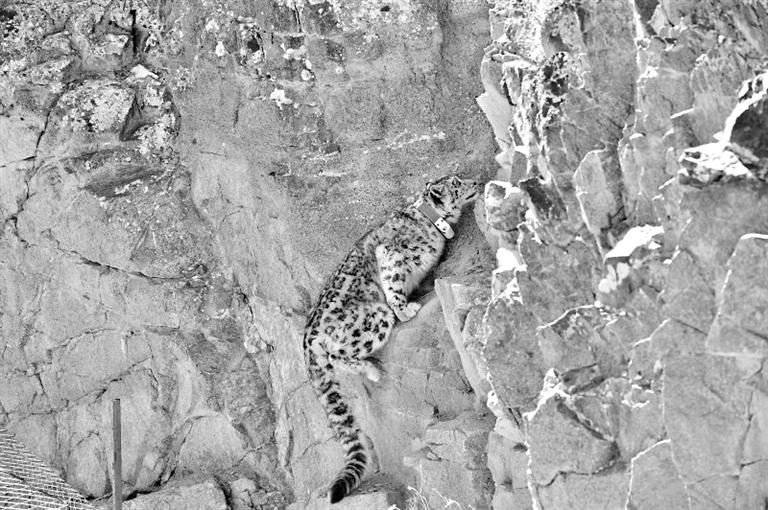 首例！肅北鹽池灣保護區(qū)一只雪豹被戴上定位項圈