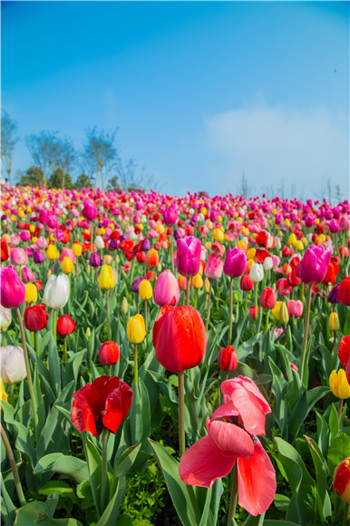 花的海洋。羅云希 攝