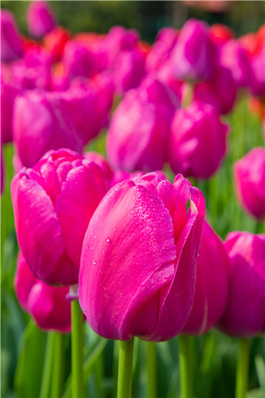 郁金香嬌艷欲滴。羅云希 攝