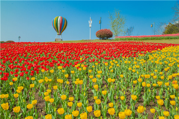 長壽湖郁金香開得正好。羅云希 攝