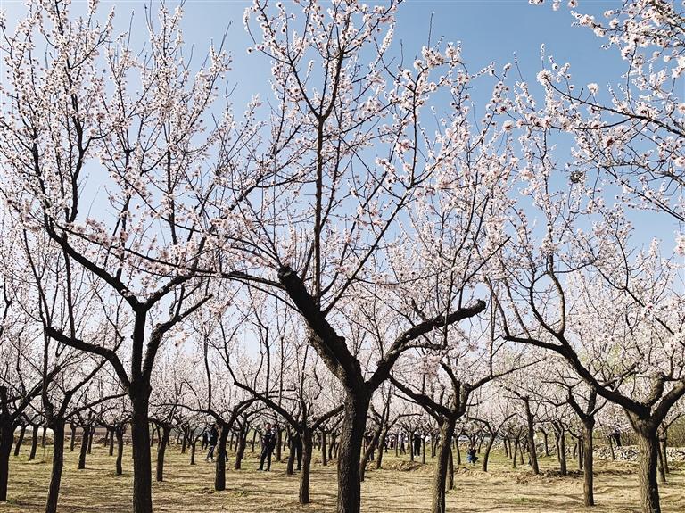 唐汪川的杏花開了！周邊游再添好去處