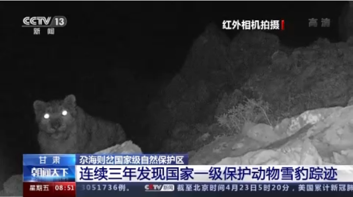 “大貓”出沒！甘肅尕海則岔保護(hù)區(qū)連續(xù)三年發(fā)現(xiàn)雪豹蹤跡