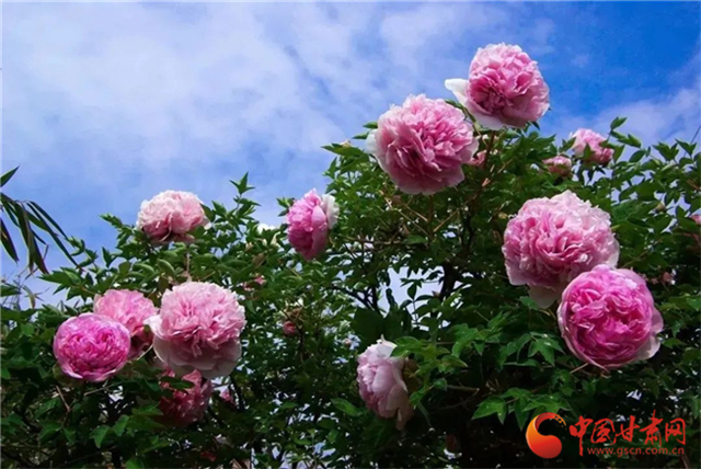 【五一游甘肅】暢游“臨洮縣紫斑牡丹文化旅游節(jié)”，這份攻略請收下！