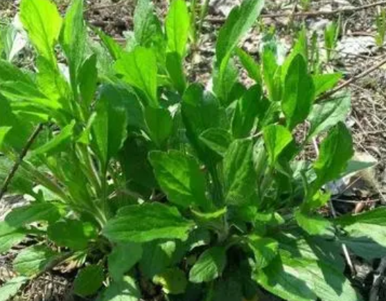 注意！路邊的野菜可不能亂采