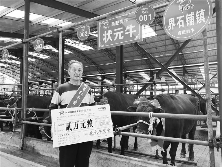 120頭“平涼紅?！膘o寧爭霸