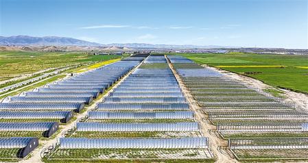 武威天?？h松山鎮(zhèn)德吉新村秀珍菇科技產(chǎn)業(yè)園初具規(guī)模