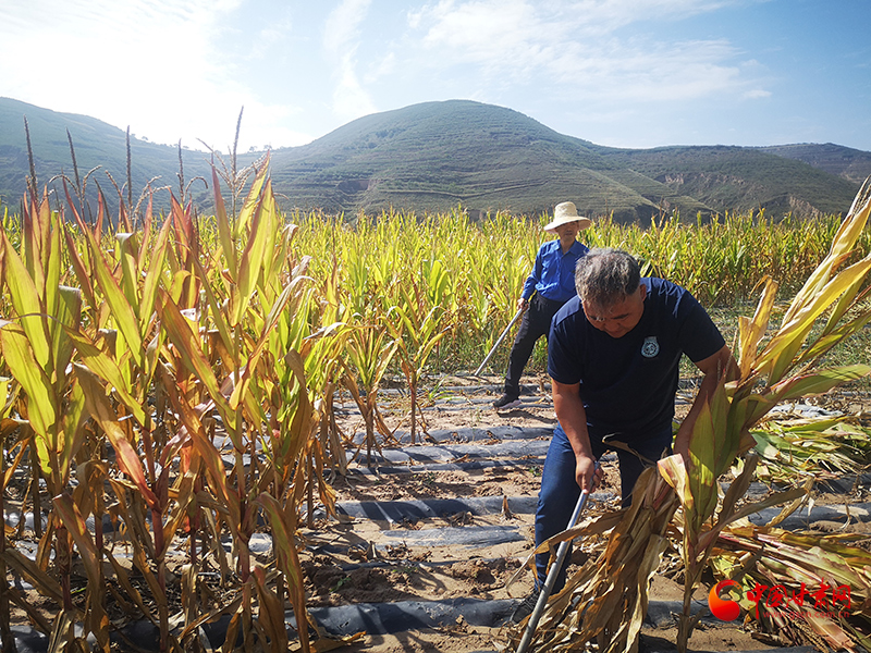 【慶豐收 感黨恩】定西安定：劉鴻奎的豐收節(jié)！