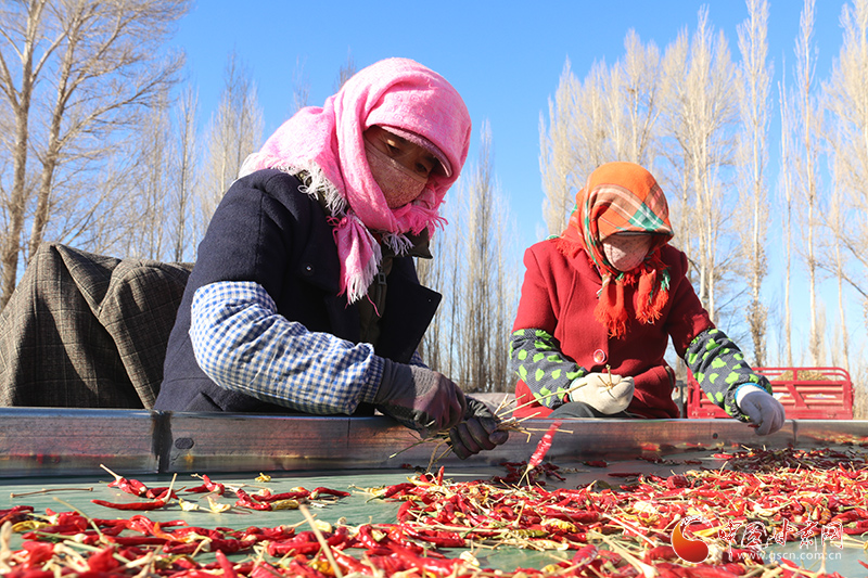 【甘快看】臨澤蓼泉鎮(zhèn)：辣椒豐產增收入 定點收購解民憂