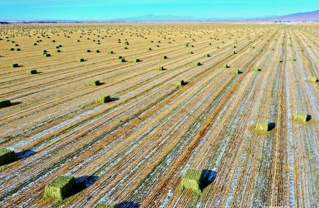 【“飛閱”中國(guó)】瞰！山丹馬場(chǎng)撒“青豆”