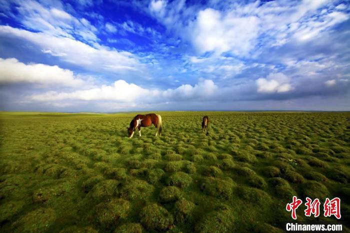 圖為甘肅甘南藏族自治州草原風(fēng)光。(資料圖) 艾慶龍 　攝