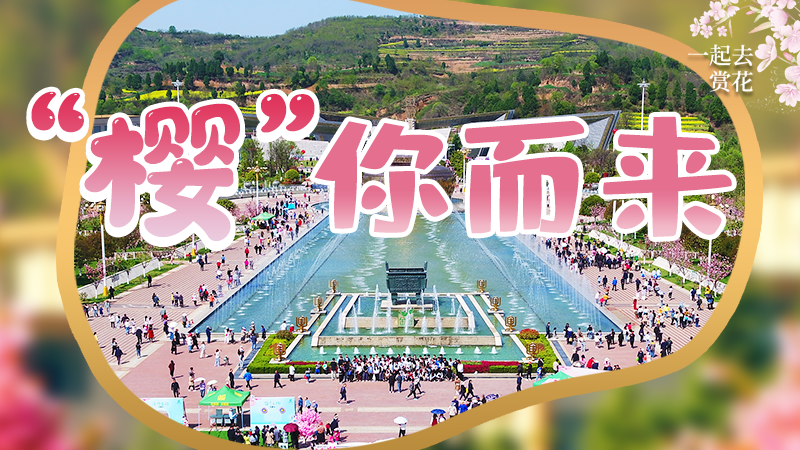 海報|春色爛漫，一組海報“云賞”櫻花盛開