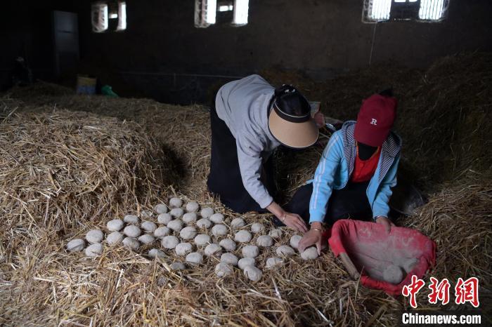 酒曲成型之后入曲房，入室之前要灑水，再鋪青稞草，防止曲塊的水分被吸走，曲房內(nèi)有通風道、窗戶、暖氣、電熱爐等各種控制曲房溫度的設(shè)備。圖為5月10日，工作人員將成型的曲塊搬運到曲房。九美旦增　攝