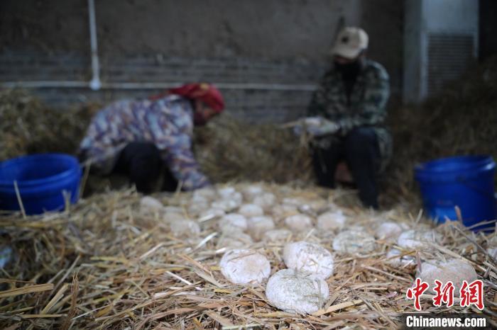 酒曲從曲坯入房培養(yǎng)到培養(yǎng)結(jié)束，整個培養(yǎng)周期控制在4至8天，曲坯的要求光滑，軟硬適宜，手按曲坯不松散，結(jié)實，薄厚一致。圖為5月10日，工作人員準備將培養(yǎng)好的曲坯拿到外面晾曬。九美旦增　攝