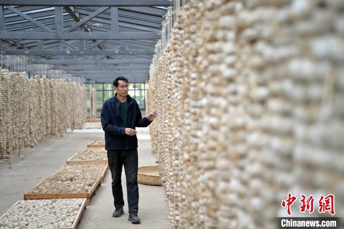 圖為5月10日，工作人員檢查晾曬的曲胚。九美旦增　攝