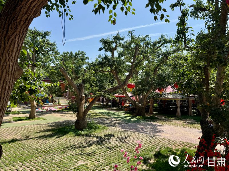 什川古梨園。人民網(wǎng)記者 焦隆攝