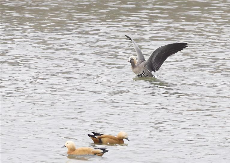 國家二級保護動物白額雁首次現(xiàn)身蘭州新區(qū)