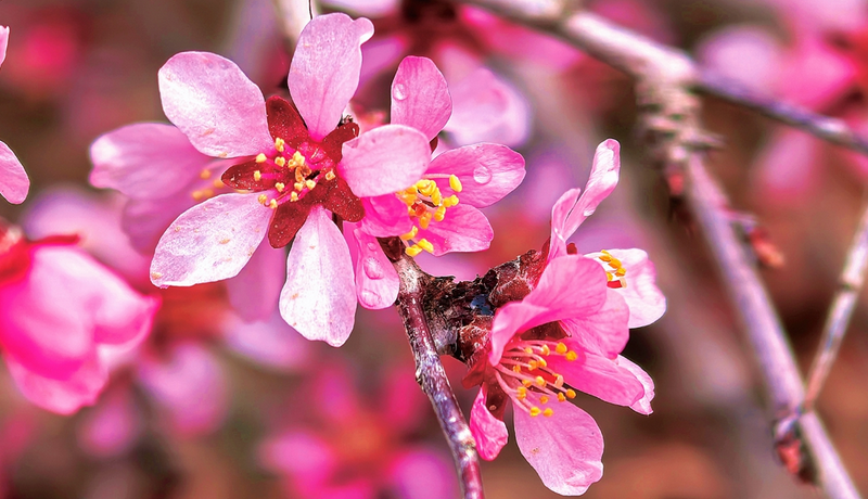 春動隴原·隴拍客|一抹嫣紅凝崖壁 滿川春訊赴祁連