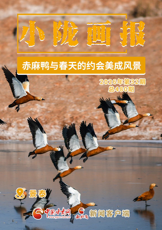 【小隴畫報(bào)·480期】景泰：赤麻鴨與春天的約會(huì)美成風(fēng)景
