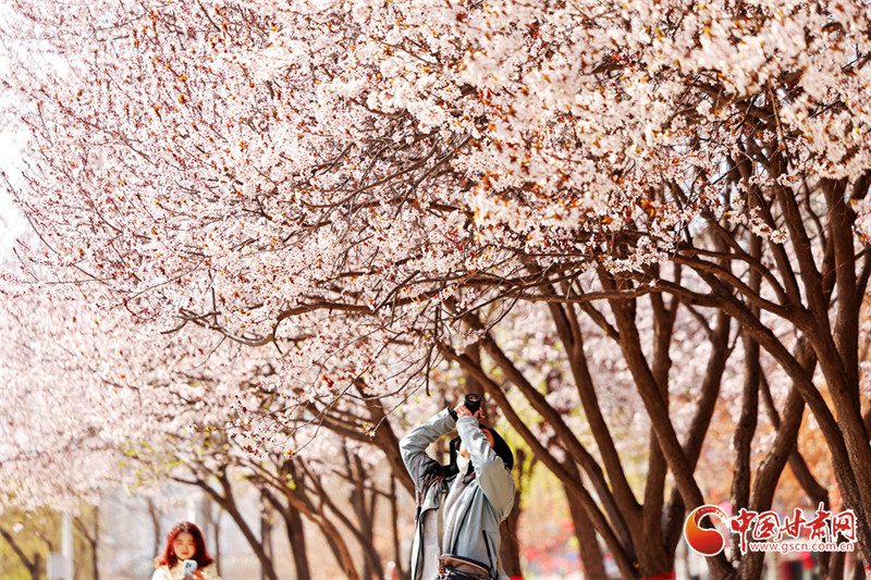 網(wǎng)絡(luò)中國(guó)節(jié)·清明丨隴原春色正好 這份出行參考助你暢游花海