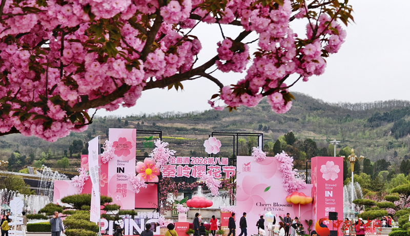圖集｜“櫻”你而美，共赴金徽春日之約